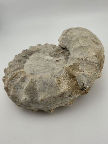 Rare Large Natural Ammonite Fossil Steinkern Specimen Prehistoric Marine 8 Inch