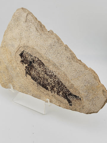 1 Large Natural Fossil Fish Knightia Eoceana diplomystus dentatus Eocene WY