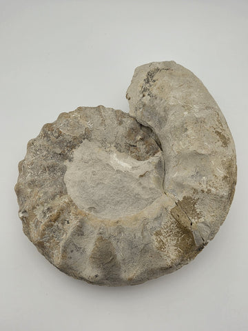 Rare Large Natural Ammonite Fossil Steinkern Specimen Prehistoric Marine 8 Inch