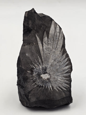 Rare Chrysanthemum Stone Natural Flower Rock Mineral Specimen 5" Display