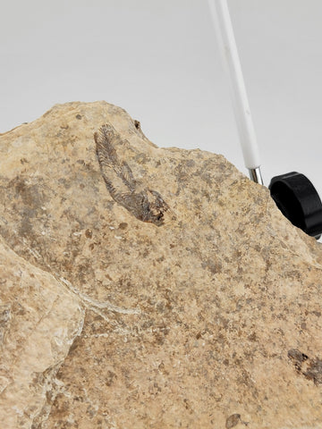 3 Small Size Natural Fossil Fish Knightia Eoceana diplomystus dentatus Eocene WY