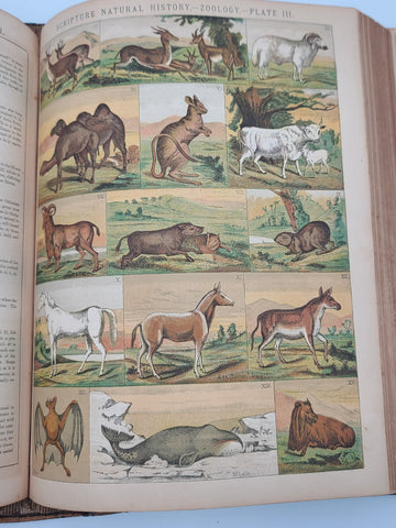 Rare Antique 1870's Illustrated Family Holy Bible W 1400 Engravings &Handwriting