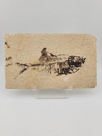 1 XL Natural Fossil Fish Knightia Eoceana diplomystus dentatus Eocene WY