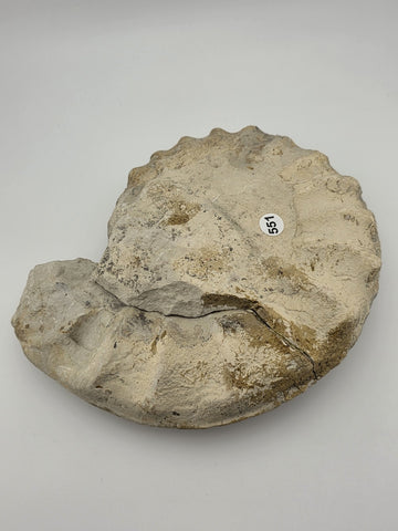 Rare Large Natural Ammonite Fossil Steinkern Specimen Prehistoric Marine 8 Inch