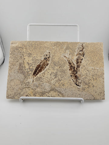 3 Med Size Natural Fossil Fish Knightia Eoceana diplomystus dentatus Eocene WY