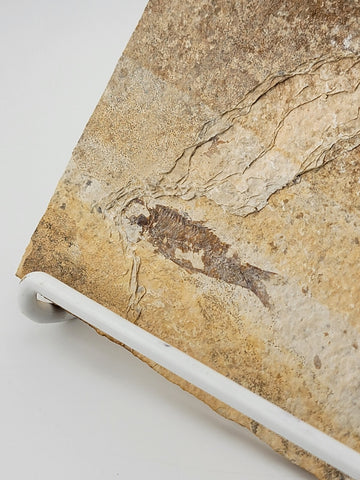 3 Small Size Natural Fossil Fish Knightia Eoceana diplomystus dentatus Eocene WY