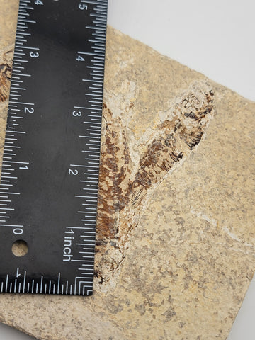 3 Med Size Natural Fossil Fish Knightia Eoceana diplomystus dentatus Eocene WY