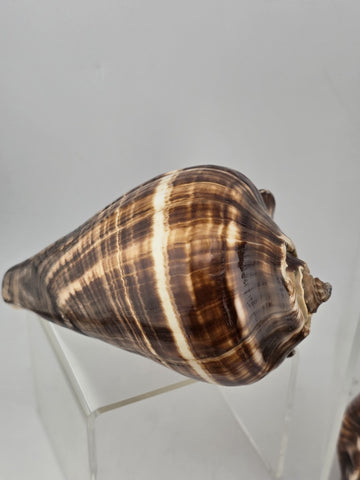 Lot Of 5 Medium Size Natural Fiber Conch Shells Strombus Alatus Nautical Decor