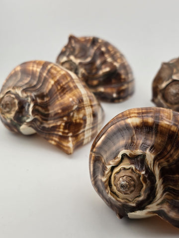 Lot Of 5 Medium Size Natural Fiber Conch Shells Strombus Alatus Nautical Decor