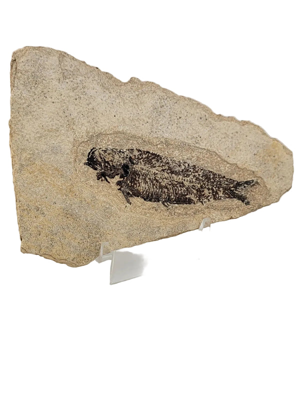 Other Antiquities & Collectibles