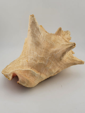 Large Natural Bahama Queen Conch Seashell Pink 9" Bahamas Conch Shell Ocean