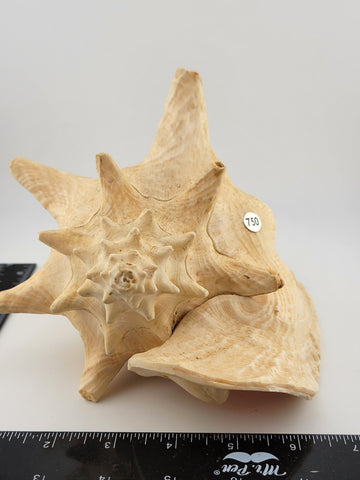 Large Natural Bahama Queen Conch Seashell Pink 9" Bahamas Conch Shell Ocean