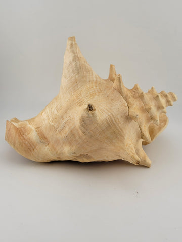 Large Natural Bahama Queen Conch Seashell Pink 9" Bahamas Conch Shell Ocean