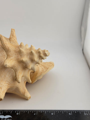 Large Natural Bahama Queen Conch Seashell Pink 9" Bahamas Conch Shell Ocean