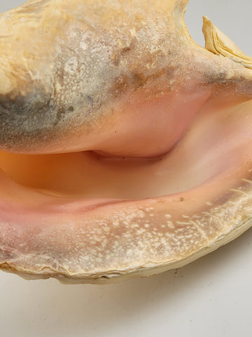 Large Natural Bahama Queen Conch Seashell Pink 9" Bahamas Conch Shell Ocean