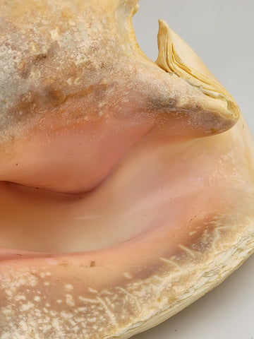 Large Natural Bahama Queen Conch Seashell Pink 9" Bahamas Conch Shell Ocean