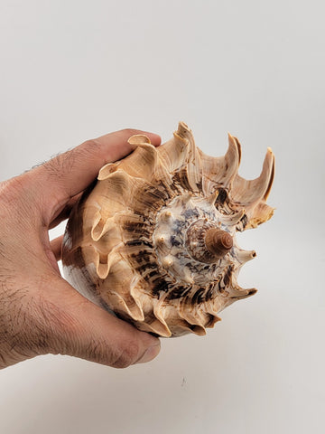 Rare Beautiful Giant Seashell Imperial volute Cymbiola imperialis  8.5 Inch.