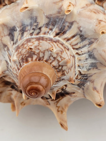 Rare Beautiful Giant Seashell Imperial volute Cymbiola imperialis  8.5 Inch.