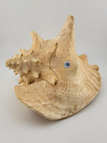 Large Natural Bahama Queen Conch Seashell Pink 9" Bahamas Conch Shell Ocean