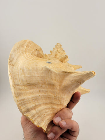 Large Natural Bahama Queen Conch Seashell Pink 9" Bahamas Conch Shell Ocean