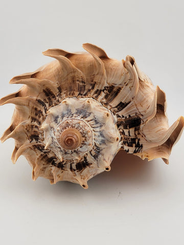 Rare Beautiful Giant Seashell Imperial volute Cymbiola imperialis  8.5 Inch.
