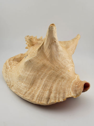 Large Natural Bahama Queen Conch Seashell Pink 9" Bahamas Conch Shell Ocean
