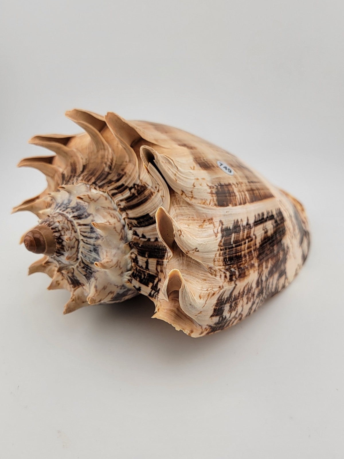 Rare Beautiful Giant Seashell Imperial volute Cymbiola imperialis  8.5 Inch.