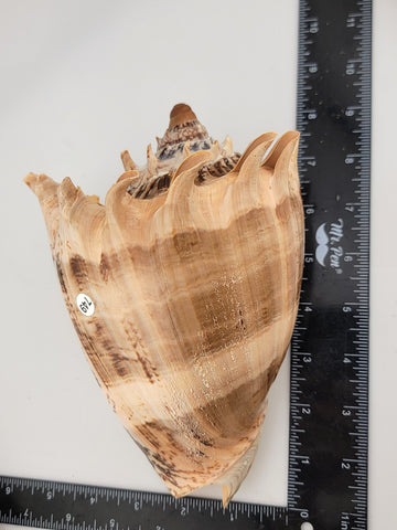 Rare Beautiful Giant Seashell Imperial volute Cymbiola imperialis  8.5 Inch.