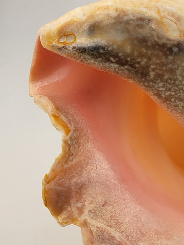 Large Natural Bahama Queen Conch Seashell Pink 9" Bahamas Conch Shell Ocean