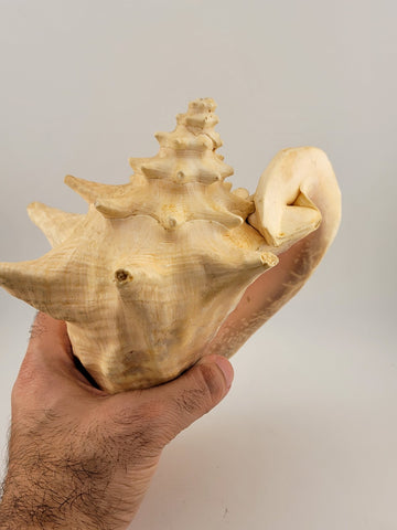 Large Natural Bahama Queen Conch Seashell Pink 9" Bahamas Conch Shell Ocean