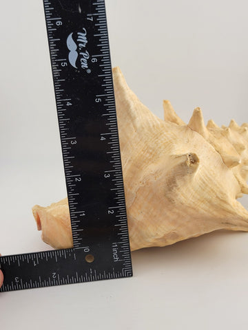 Large Natural Bahama Queen Conch Seashell Pink 9" Bahamas Conch Shell Ocean