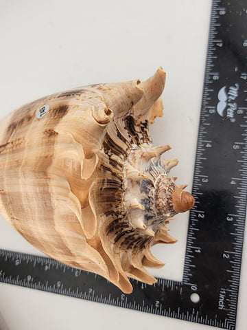 Rare Beautiful Giant Seashell Imperial volute Cymbiola imperialis  8.5 Inch.